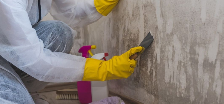 Attic Mold Remediation in St. Cloud