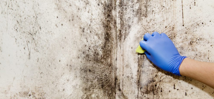 House Mold Removal in Davenport