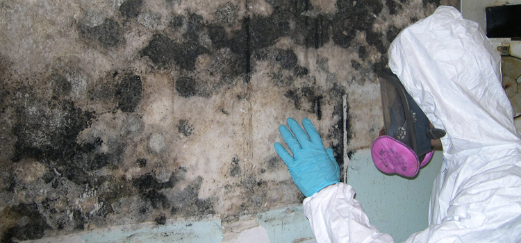 Mold Remediation Company in Baker