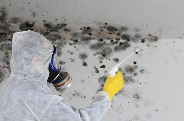 Mold Removal in St. Petersburg