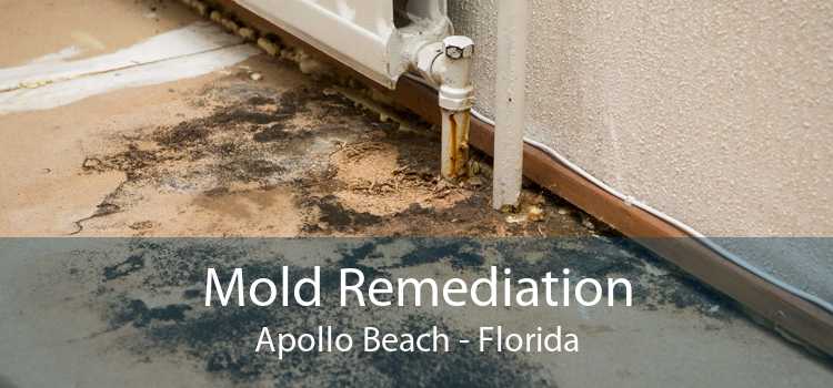 Mold Remediation Apollo Beach - Florida