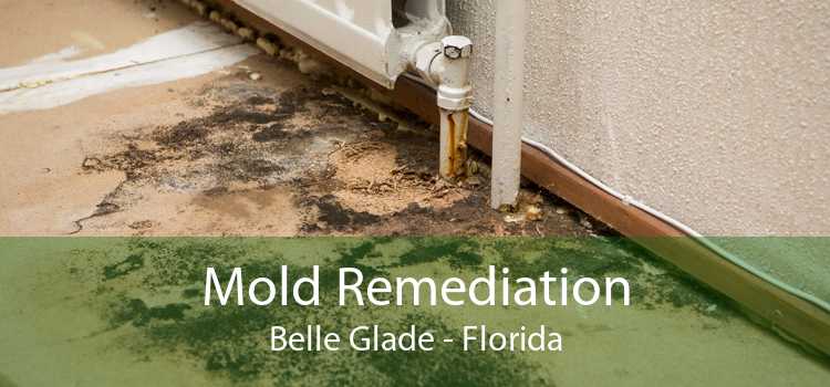 Mold Remediation Belle Glade - Florida