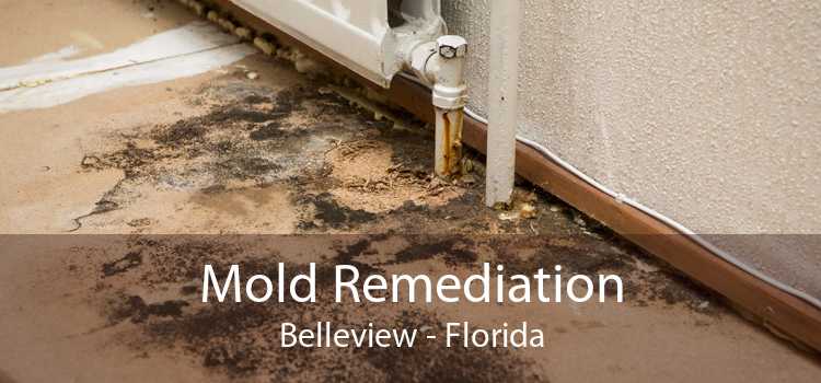 Mold Remediation Belleview - Florida