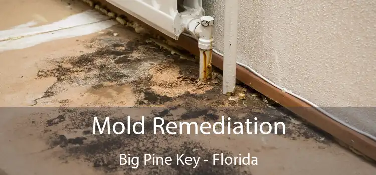 Mold Remediation Big Pine Key - Florida