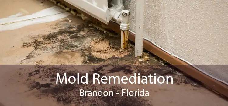 Mold Remediation Brandon - Florida