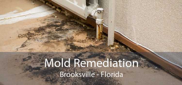 Mold Remediation Brooksville - Florida