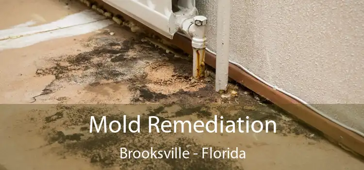 Mold Remediation Brooksville - Florida