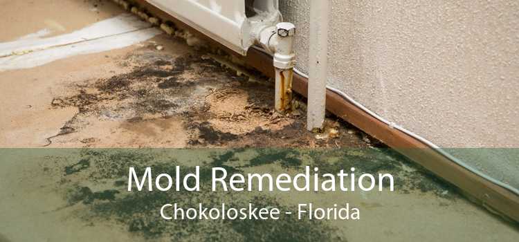 Mold Remediation Chokoloskee - Florida