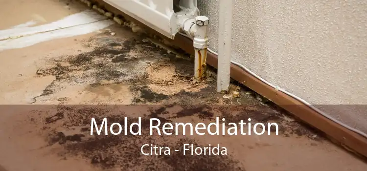 Mold Remediation Citra - Florida