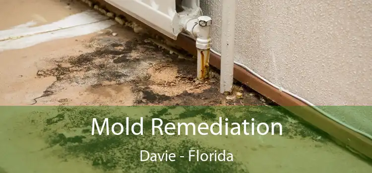 Mold Remediation Davie - Florida