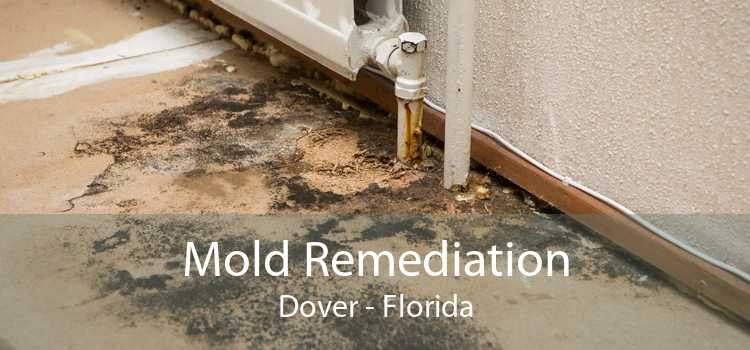 Mold Remediation Dover - Florida