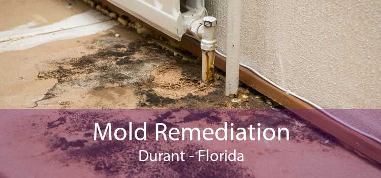 Mold Remediation Durant - Florida