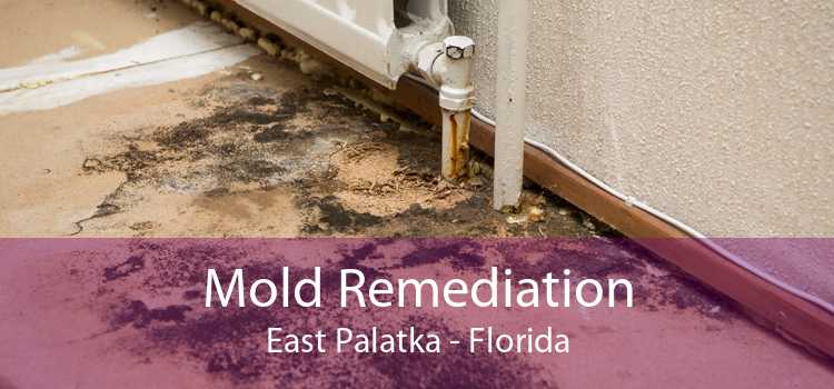 Mold Remediation East Palatka - Florida