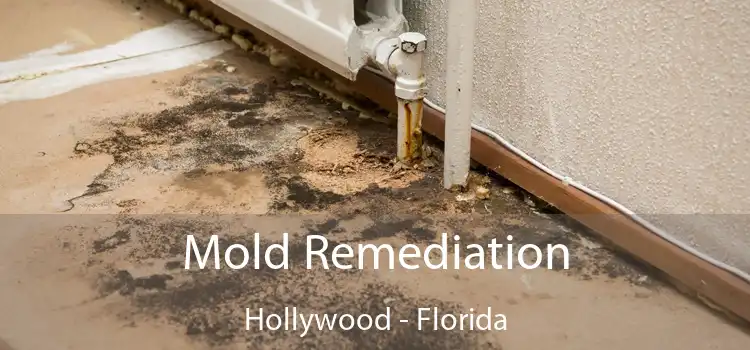 Mold Remediation Hollywood - Florida