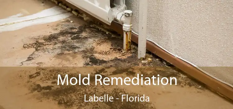 Mold Remediation Labelle - Florida