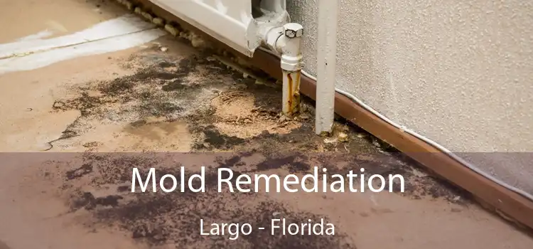 Mold Remediation Largo - Florida