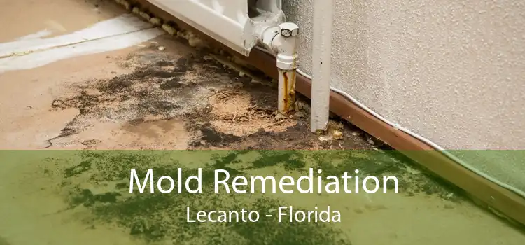 Mold Remediation Lecanto - Florida