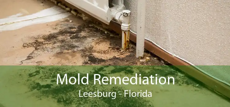 Mold Remediation Leesburg - Florida