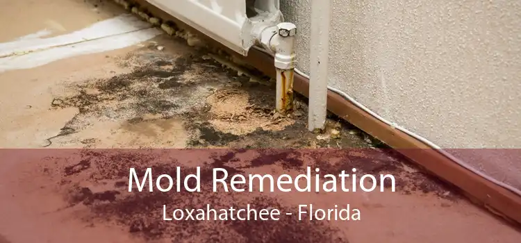Mold Remediation Loxahatchee - Florida
