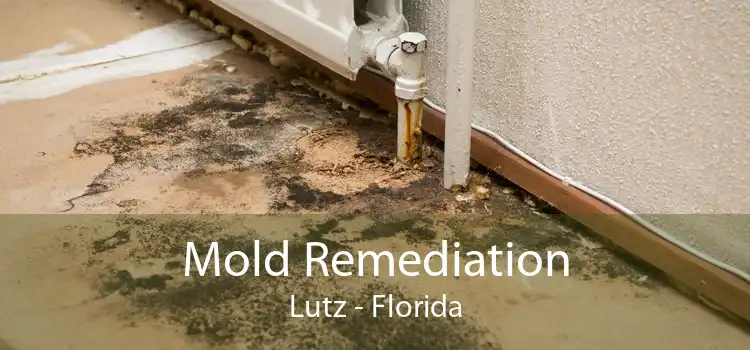 Mold Remediation Lutz - Florida