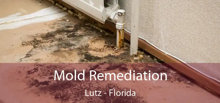 Mold Remediation Lutz - Florida