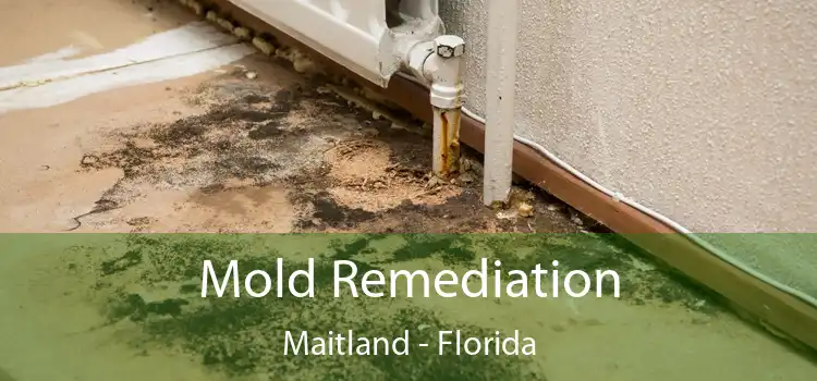 Mold Remediation Maitland - Florida