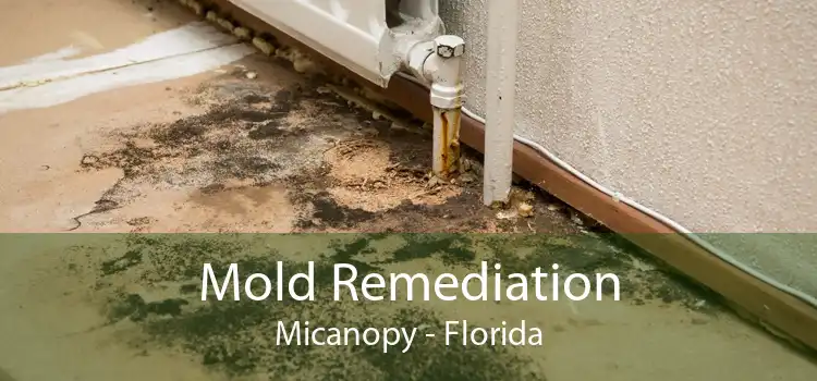 Mold Remediation Micanopy - Florida