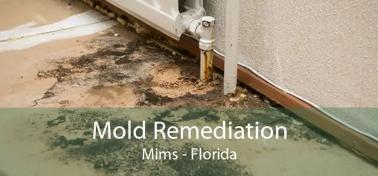 Mold Remediation Mims - Florida