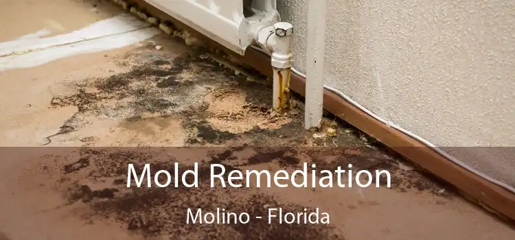 Mold Remediation Molino - Florida