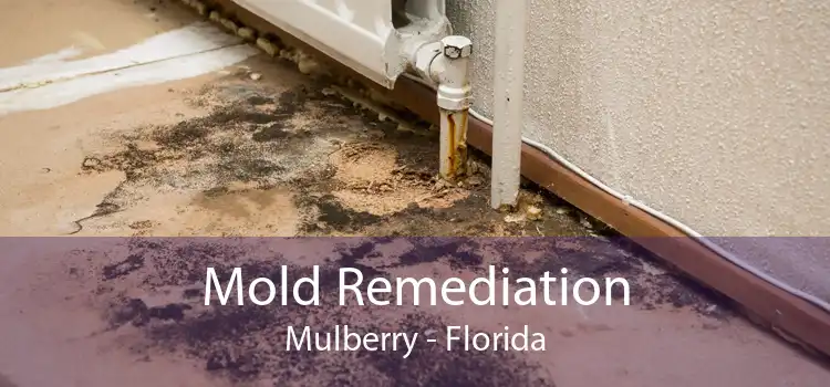 Mold Remediation Mulberry - Florida