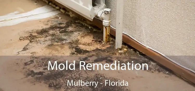 Mold Remediation Mulberry - Florida