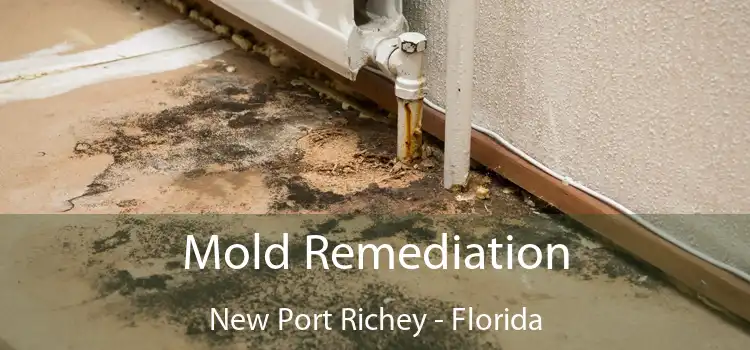 Mold Remediation New Port Richey - Florida