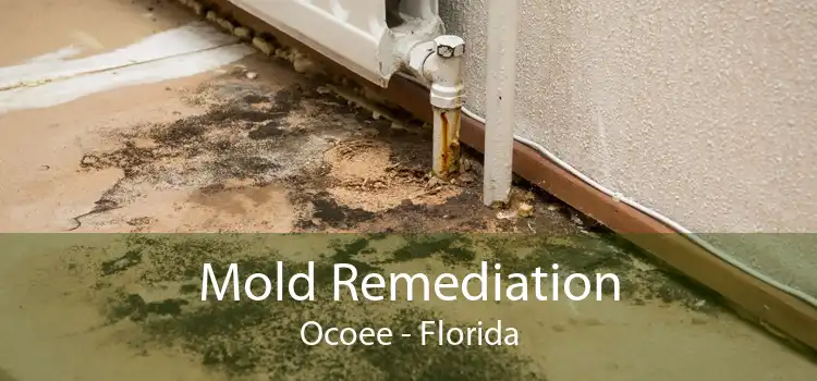 Mold Remediation Ocoee - Florida