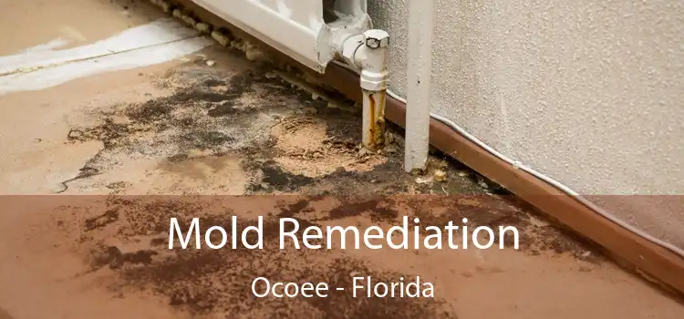 Mold Remediation Ocoee - Florida