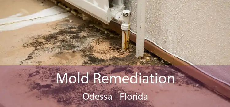 Mold Remediation Odessa - Florida