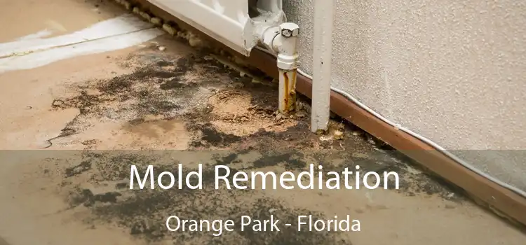 Mold Remediation Orange Park - Florida