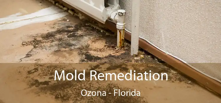 Mold Remediation Ozona - Florida