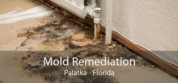 Mold Remediation Palatka - Florida