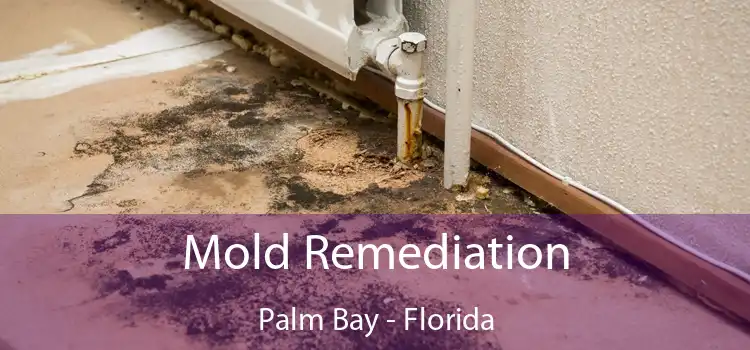 Mold Remediation Palm Bay - Florida