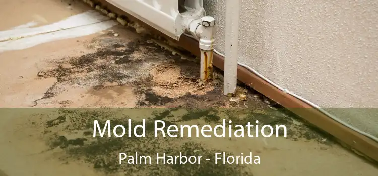 Mold Remediation Palm Harbor - Florida