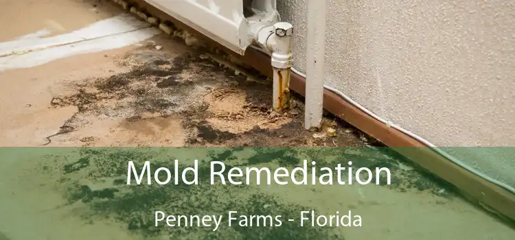 Mold Remediation Penney Farms - Florida