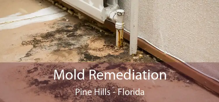 Mold Remediation Pine Hills - Florida