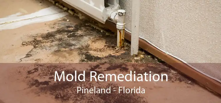 Mold Remediation Pineland - Florida