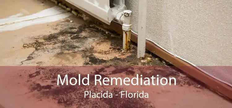 Mold Remediation Placida - Florida