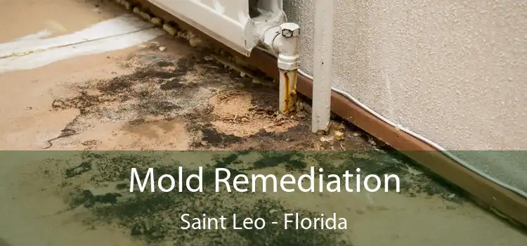 Mold Remediation Saint Leo - Florida