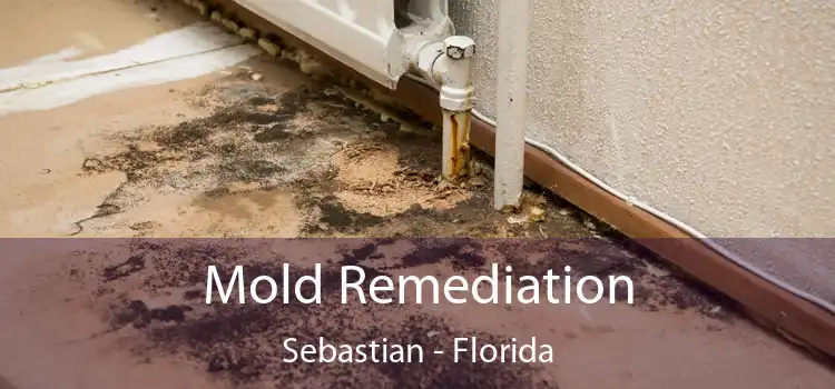 Mold Remediation Sebastian - Florida