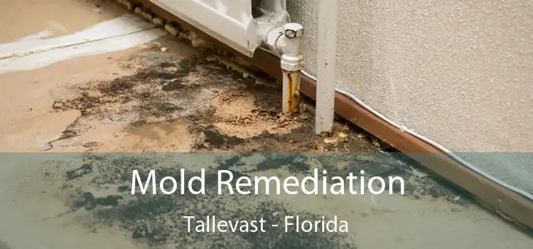 Mold Remediation Tallevast - Florida