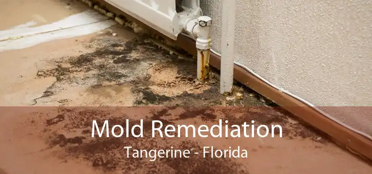 Mold Remediation Tangerine - Florida