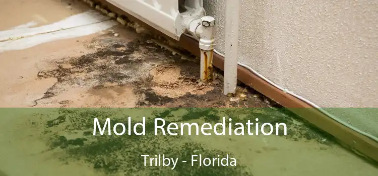 Mold Remediation Trilby - Florida