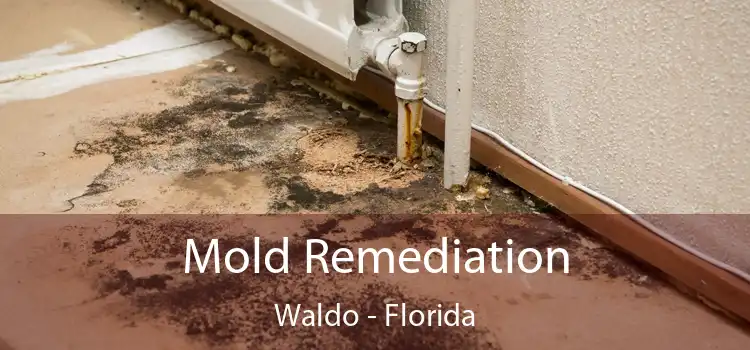 Mold Remediation Waldo - Florida